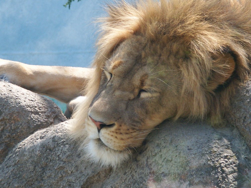 Zoos